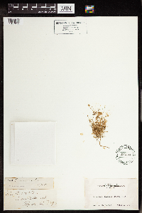 Crassula drummondii image