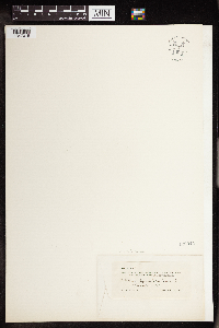 thumbnail image of current specimen