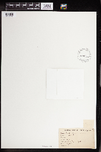 Image of Crassula bolusii