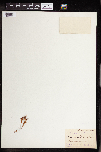 Image of Crassula magnolii