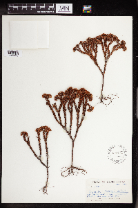 Image of Crassula dependens