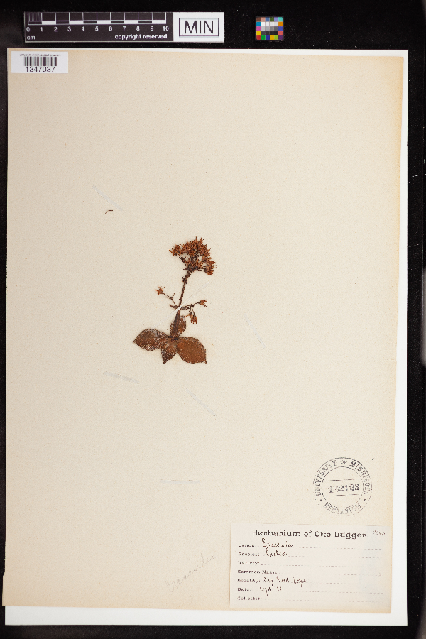 Crassula lactea image