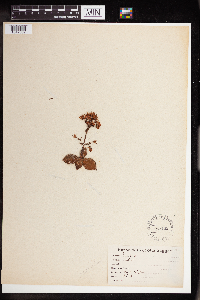 Image of Crassula lactea