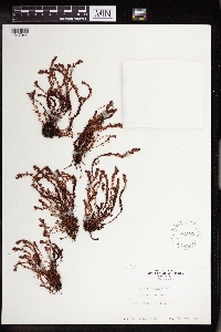Image of Crassula moschata