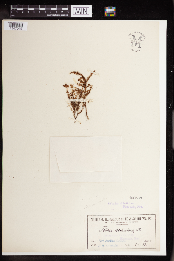 Sedum cespitosum image