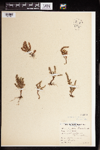 Crassula tillaea image