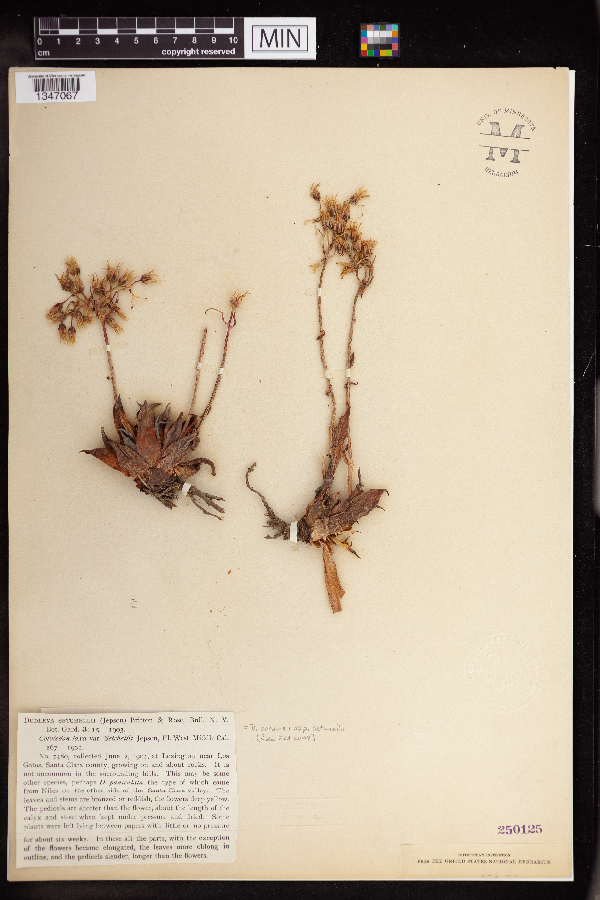 Dudleya abramsii subsp. setchellii image