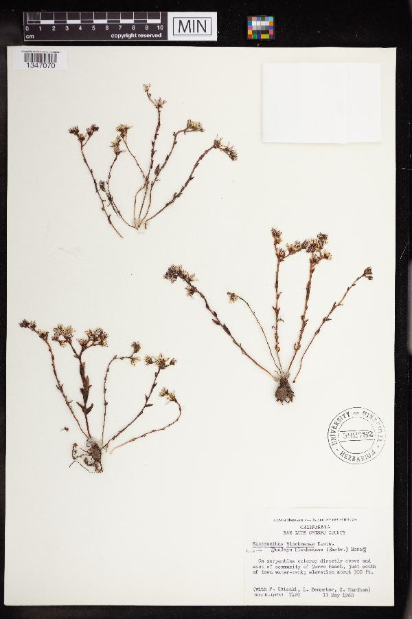Dudleya blochmaniae image