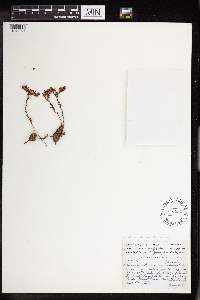 Dudleya blochmaniae image
