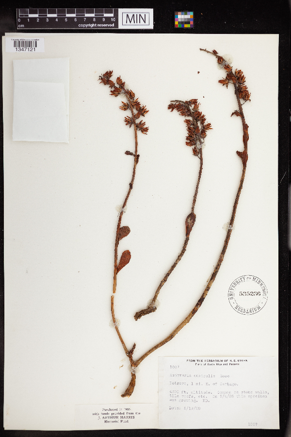 Echeveria australis image