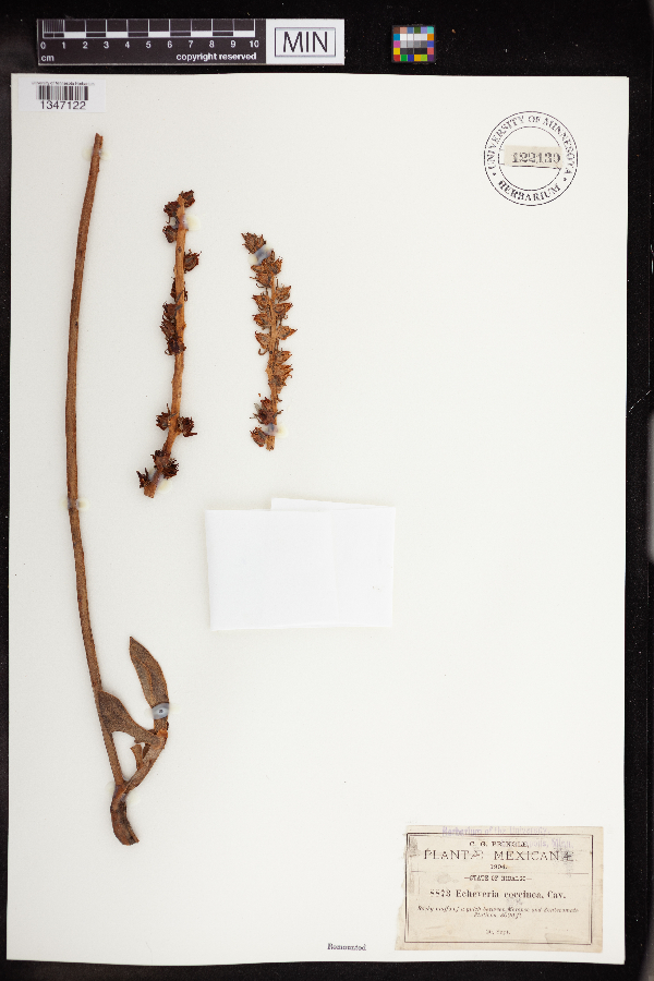 Echeveria coccinea image