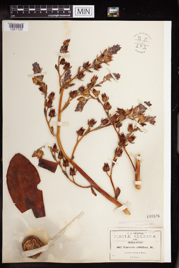 Echeveria gibbiflora image