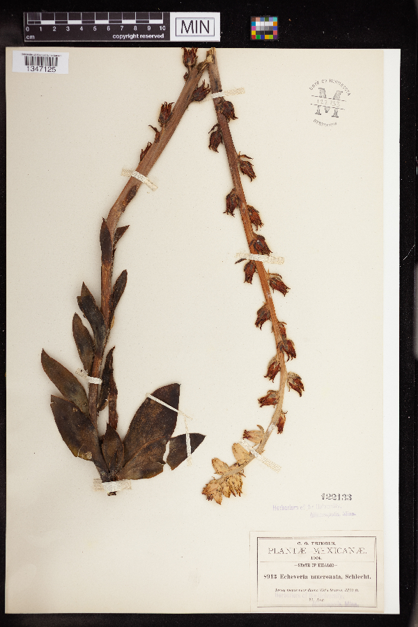 Echeveria mucronata image