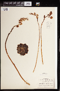 Thumbnail image of current specimen