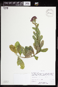 Hylotelephium telephium image