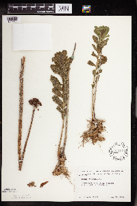 Hylotelephium telephium image
