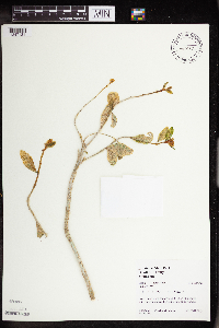 Hylotelephium telephium image