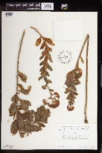 Hylotelephium telephium image