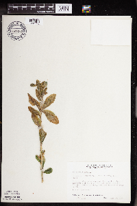 Hylotelephium telephium image