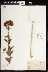 Hylotelephium telephium image