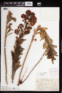 Hylotelephium telephium image