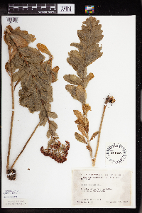 Hylotelephium telephium image