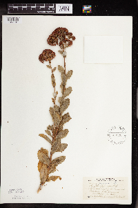Hylotelephium telephium image