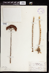 Hylotelephium telephium image