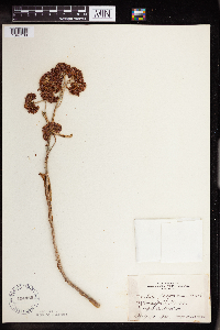 Hylotelephium telephium image