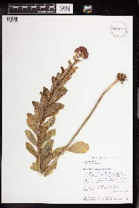 Hylotelephium telephium image