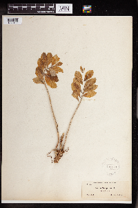 Hylotelephium telephium image