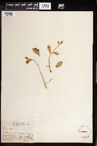 Hylotelephium telephium image