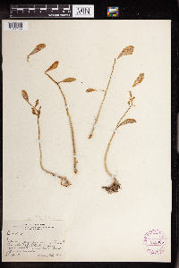 Hylotelephium telephium image