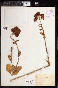 Hylotelephium telephium image