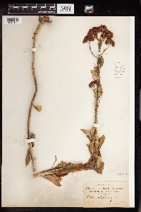 Hylotelephium telephium image