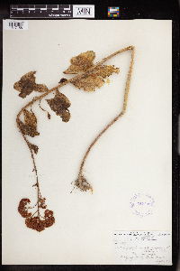 Hylotelephium telephium image