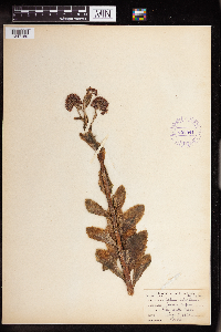 Hylotelephium telephium image