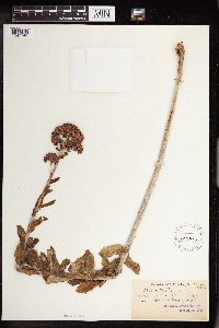 Hylotelephium telephium image