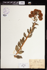 Hylotelephium telephium image