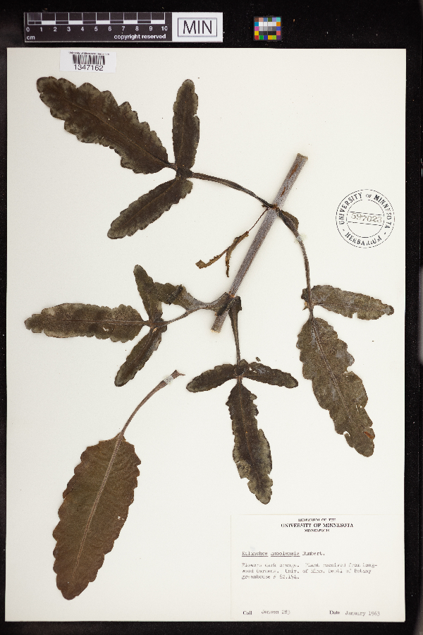 Kalanchoe ambolensis image