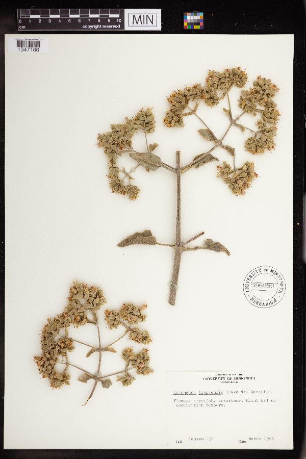 Kalanchoe beharensis image