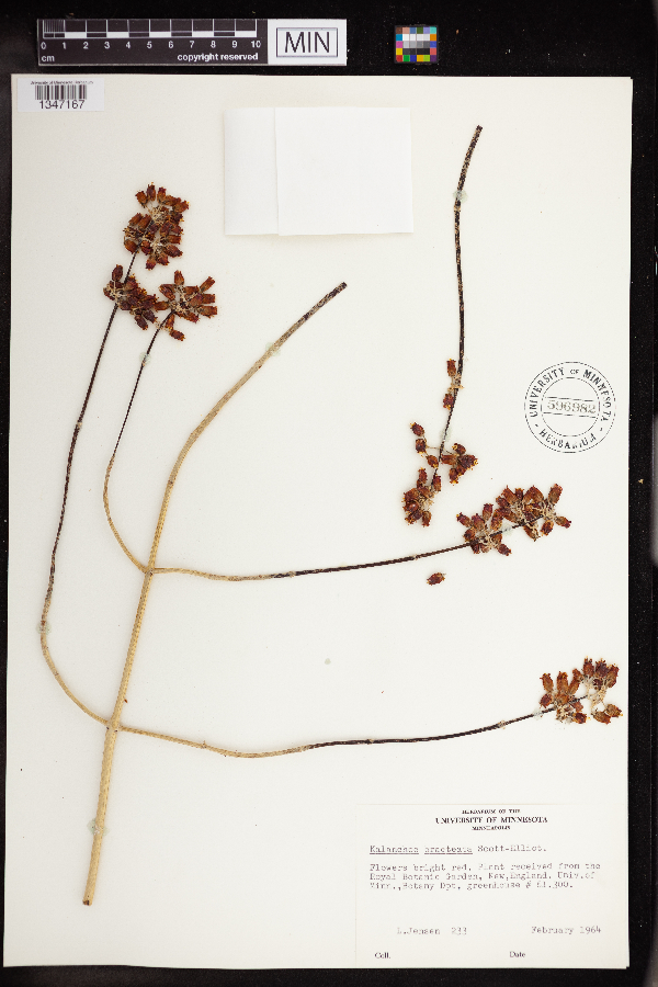 Kalanchoe bracteata image