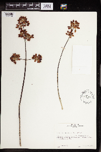 Kalanchoe bracteata image
