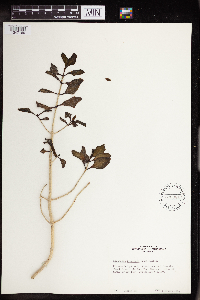 Kalanchoe bracteata image