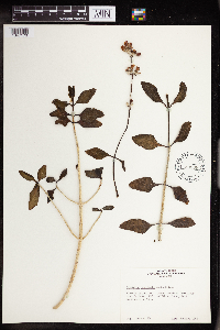 Kalanchoe bracteata image
