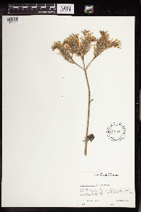 Kalanchoe citrina image