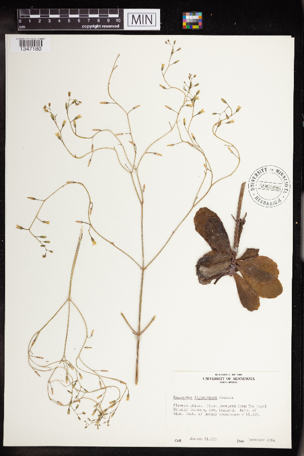 Kalanchoe figureidoi image