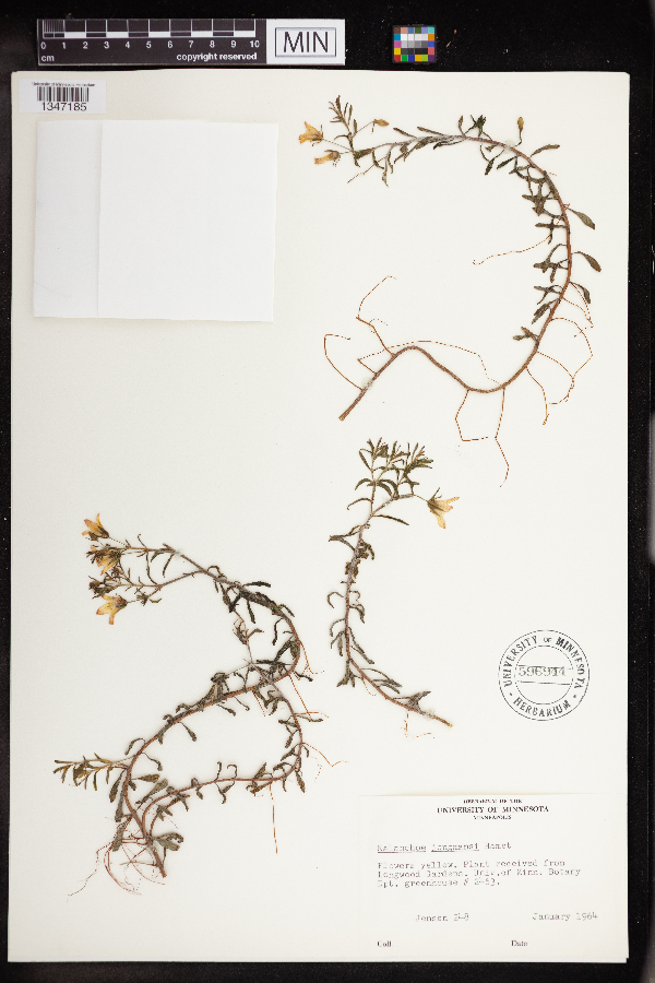 Kalanchoe jongmansii image