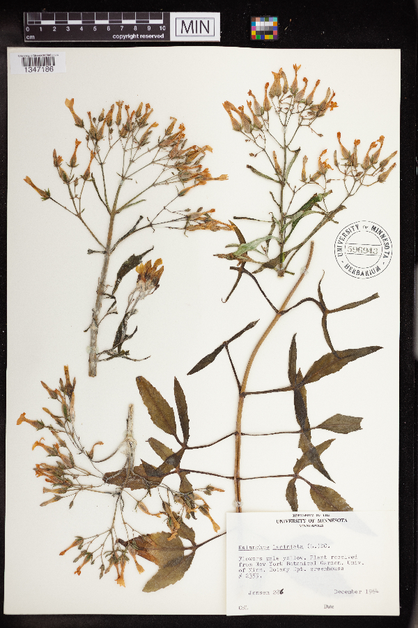 Kalanchoe laciniata image