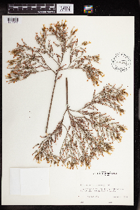 Kalanchoe laciniata image